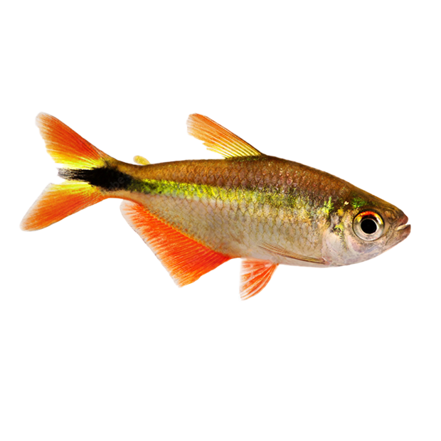Imagem do peixe Tetra Buenos Aires
